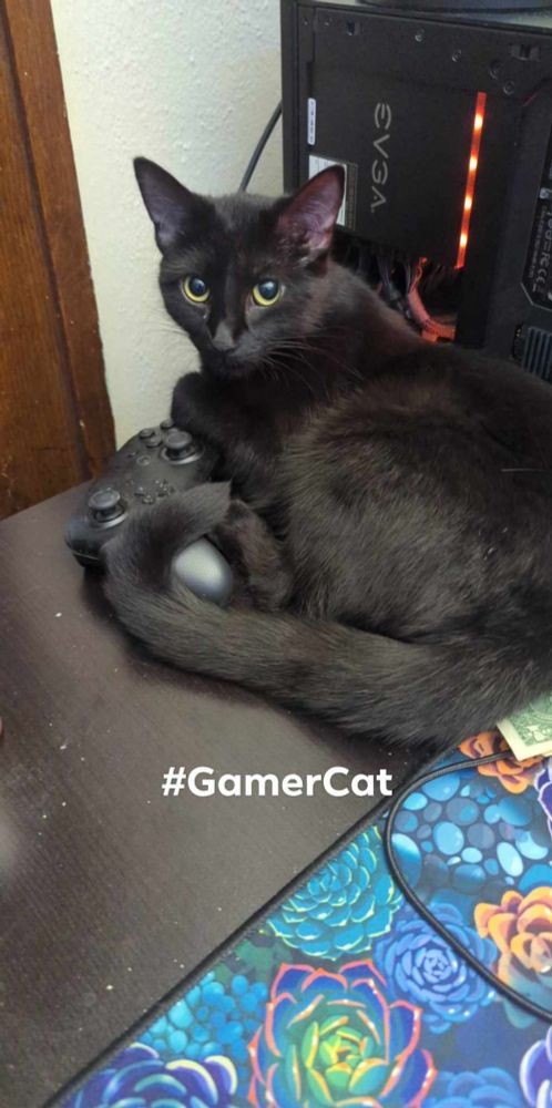 Photo of a black cat laying beside a computer, her tail wrapped around a gaming controller. #gamercat on the image under her