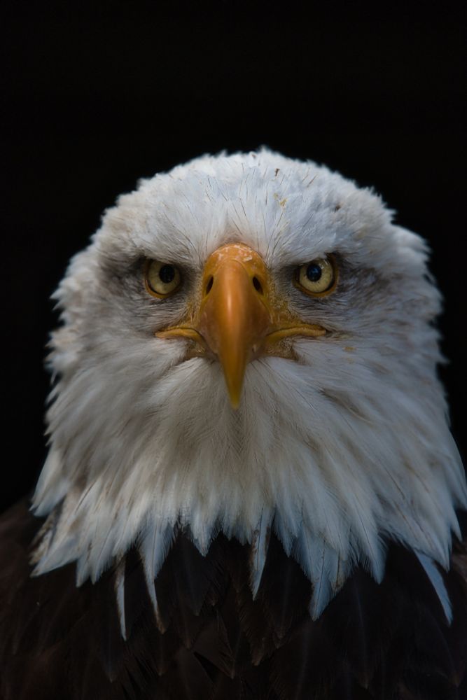 Man sieht ein Porträt von einem Weisskopfseeadler.