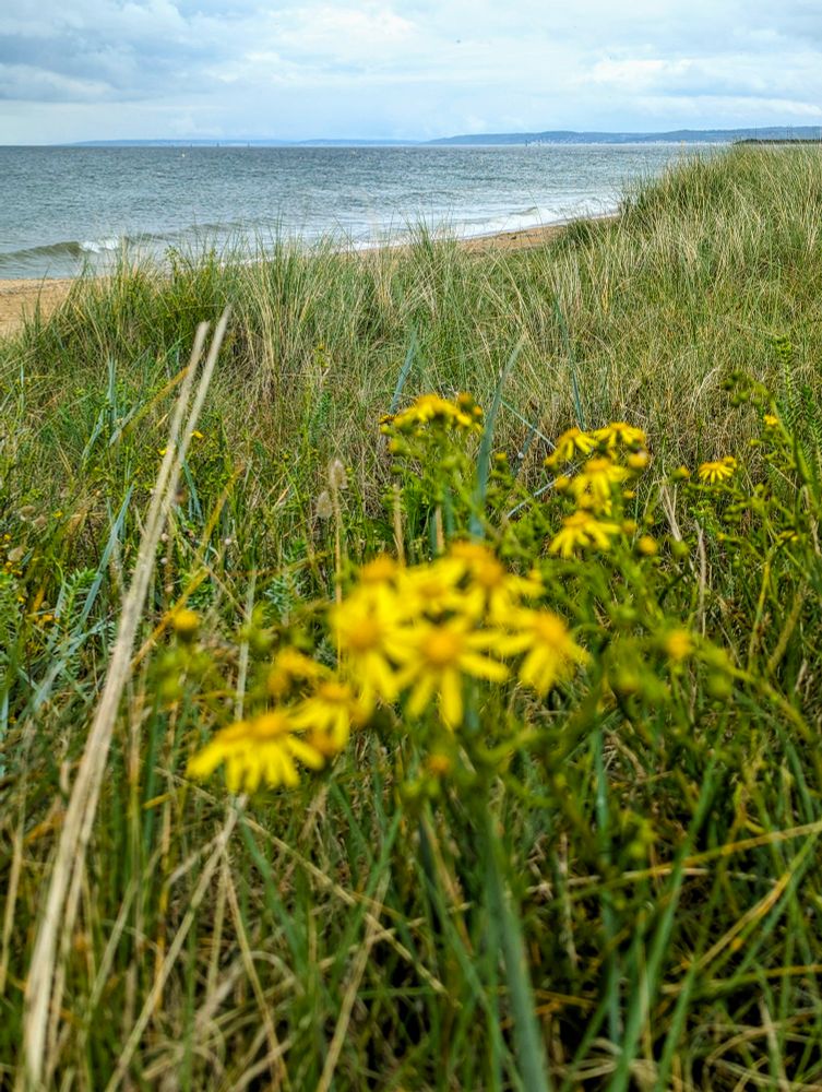 Tall grasses in the foreground looking down towards Sword Beach on the coast of Normandy.