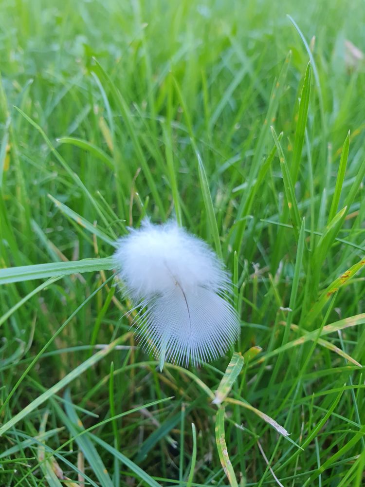 Kleine weiße flaumige Feder auf einer Wiese