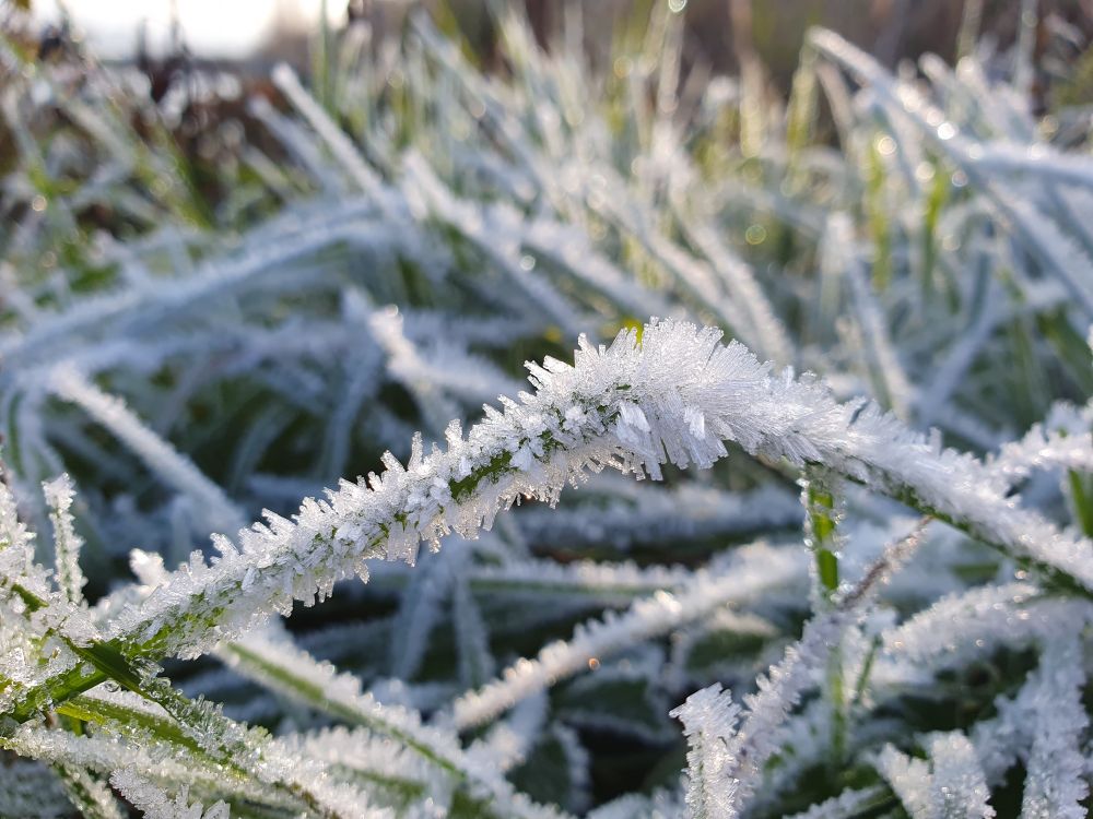 Gräser, dick mit Raureif bedeckt. Im Vordergrund ein abgeknickter Halm, der von unten links erst schräg nach oben rechts geht, dann aber nach unten rechts abknickt.