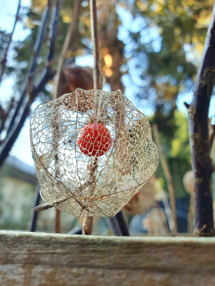 Das "Skelett" eines Blütenkelchs der Lampionblume, darin ist die orangene kirschförmige Frucht zu sehen.