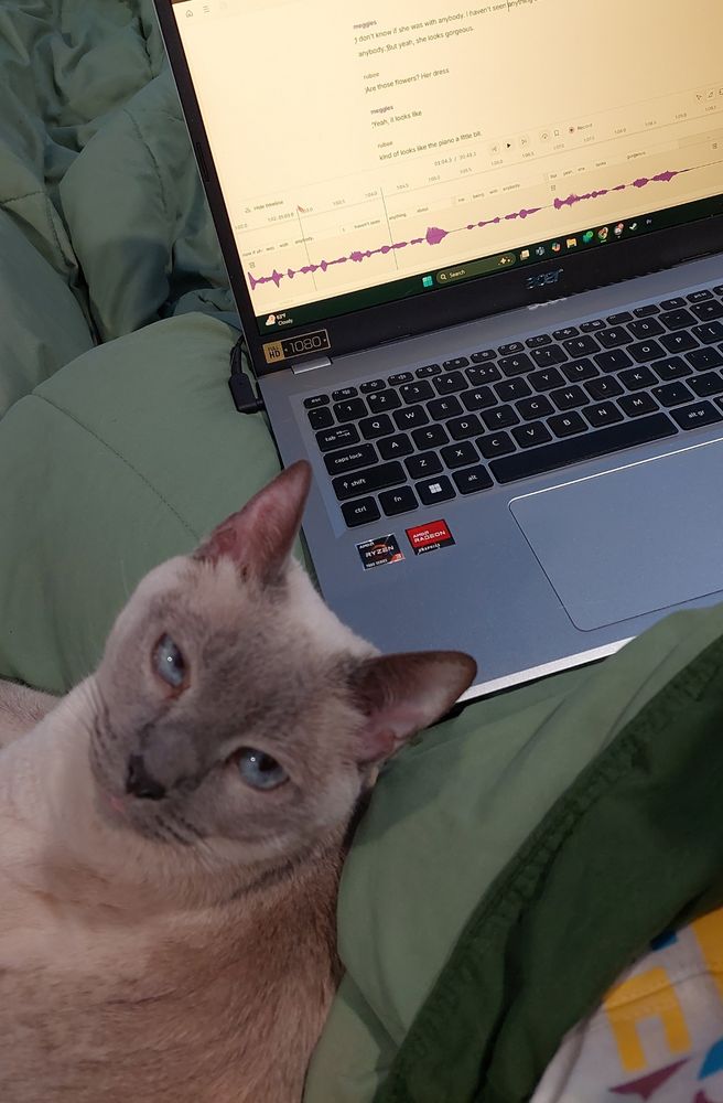 Laptop open to work and a cat on a lap. The cat is short hair, siamese mix, white fur with black nose and black tips and she stares up at the camera with her vibrant blue eyes.