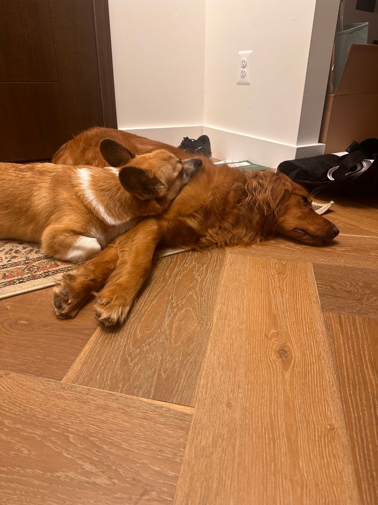 Two dogs are laying down, one cuddled into the other. A red and white permbroke welsh corgi is cuddled into a red golden retriever half on a rug and half on wood floor. 