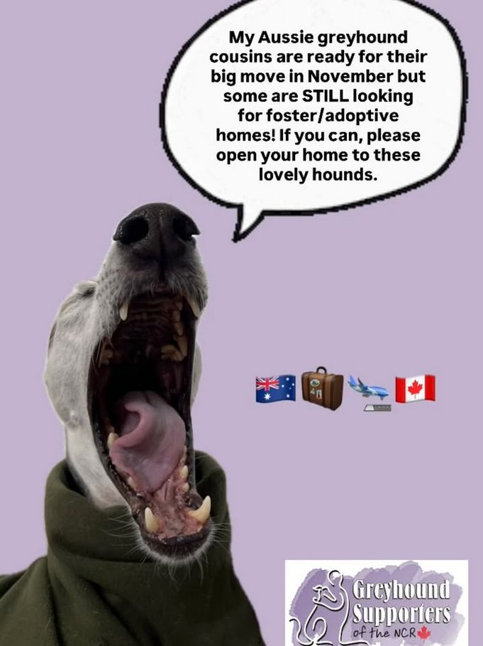 Rafiq reminding everyone that we're still accepting foster and adoption applications for our November haul but time is running out! If you want a hound before the holidays you need to send your applications to ottawagreyhounds@gmail.com