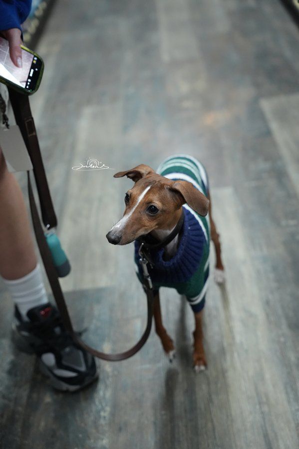 Brown and white Iggy in a blue sweater