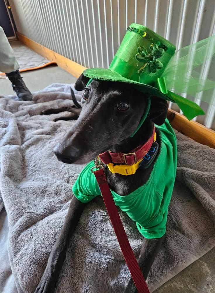 A black greyhound in a gree t-shirt and a fancy green leprechaun hat, lying attentively on a grey blanket.