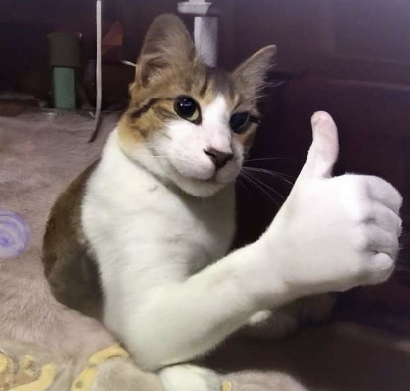 kitty giving a thumbs up.. with a human looking hand