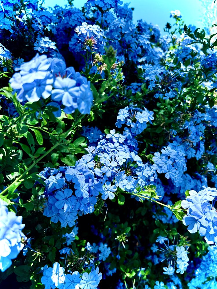 Hedge of blue flowers