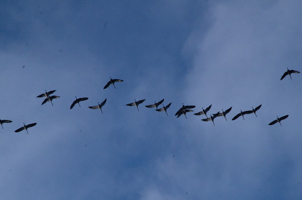 cranes over the Charite in Berlin
