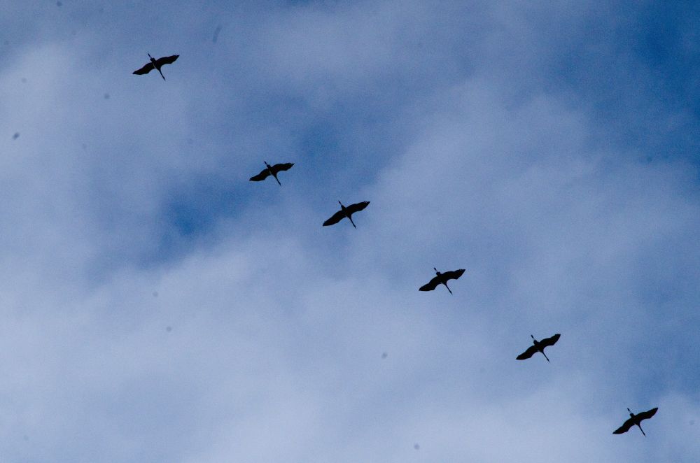 Cranes over Charite, Berlin Mitte