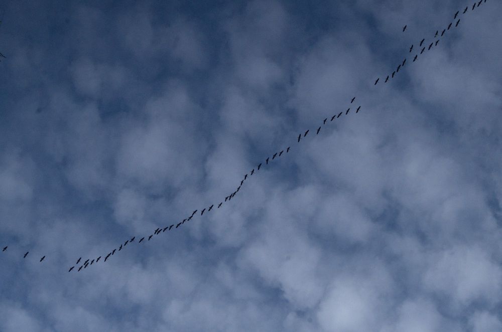 Cranes over Charite, Berlin Mitte