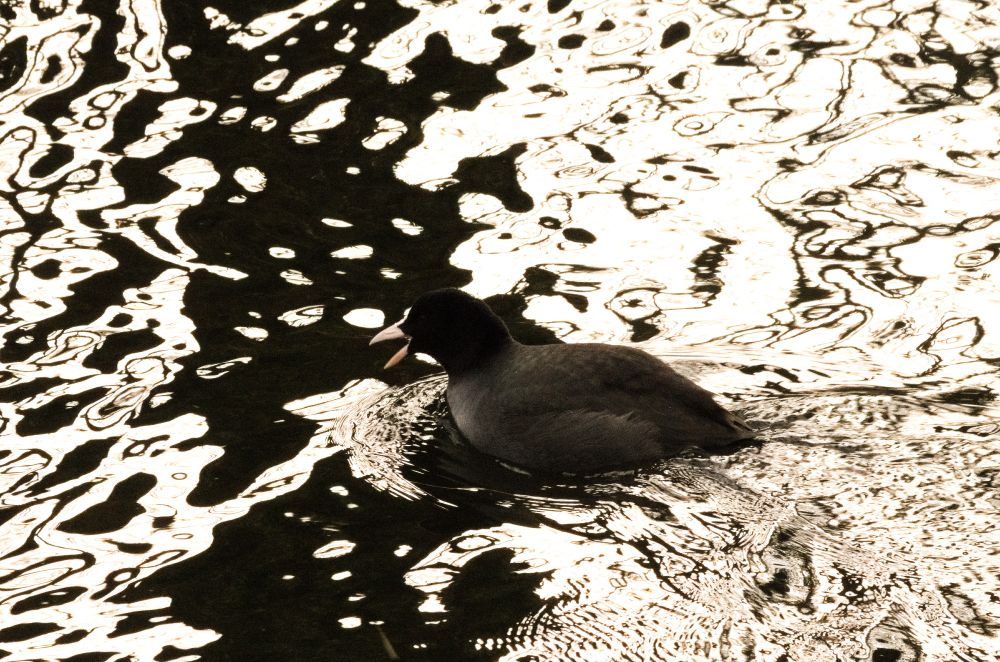 Eurasian coot / łyska / Fulica atra