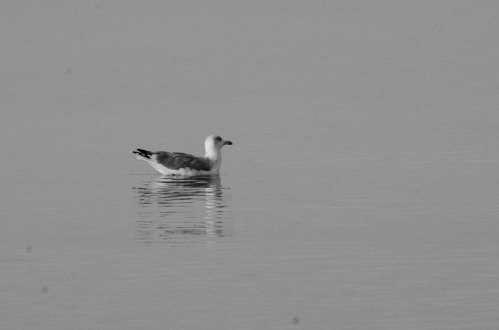 Larus argentatus, mewa srebrzysta, European herring gull
