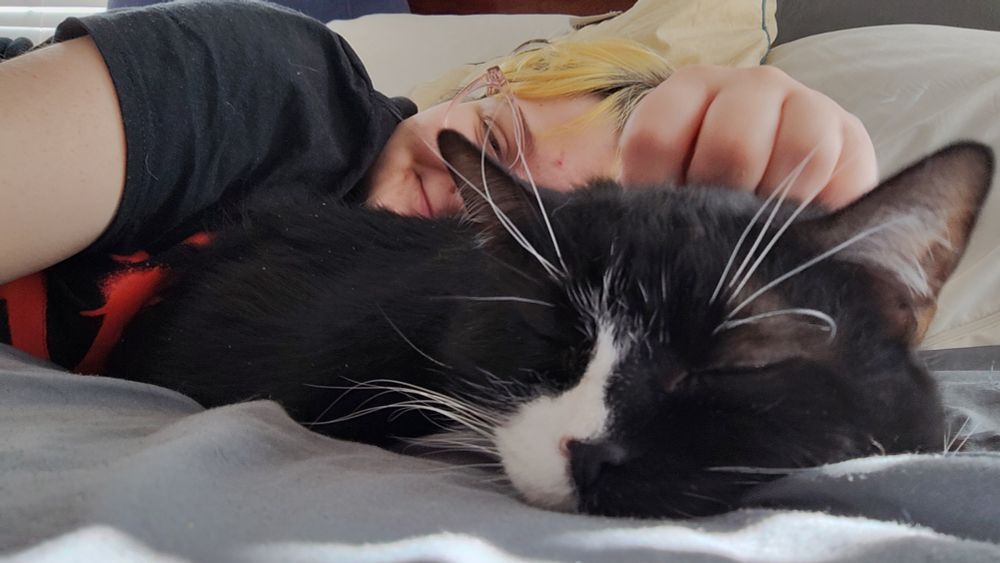 Salem laying in front of me, getting pet on the head.
