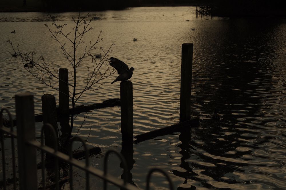 photo of a pigeon flapping its wings. he’s perched on a pole in water