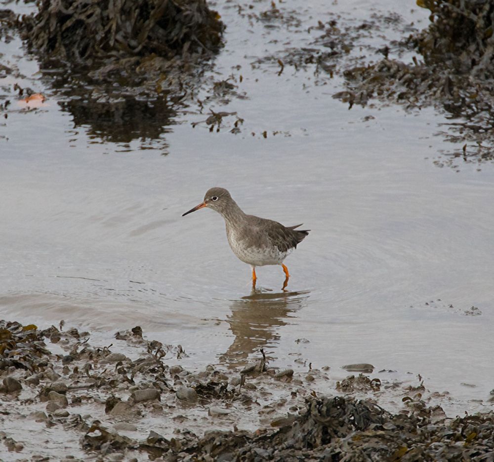 Photo showing redshank wading from right to left in shallow water by a muddy estuary bank