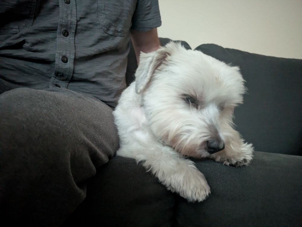 Stanley near my lap