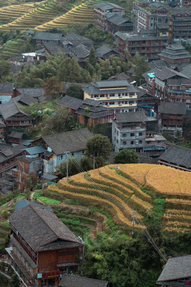 Photo of the Longji Rice Terraces, with golden fields layered down the mountain and a traditional town in the distance