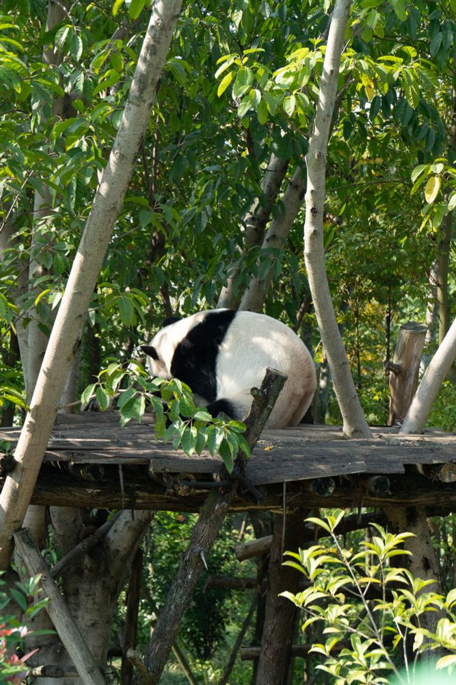 Photograph of a panda at China's Chengdu Panda Research Base