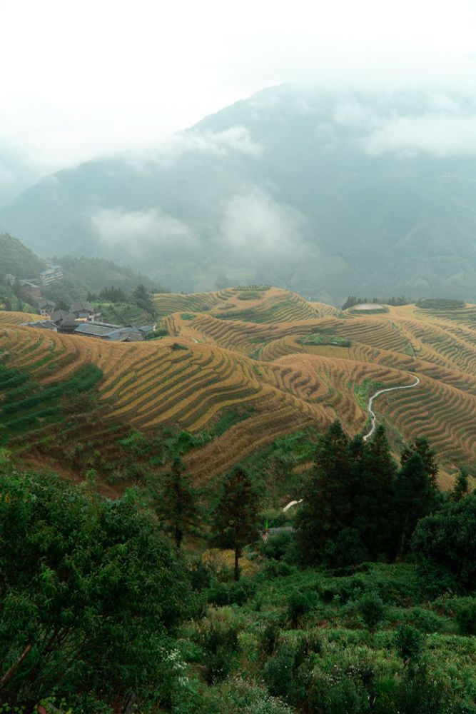 Photo of the Longji Rice Terraces, with golden fields layered down the mountain and a traditional town in the distance