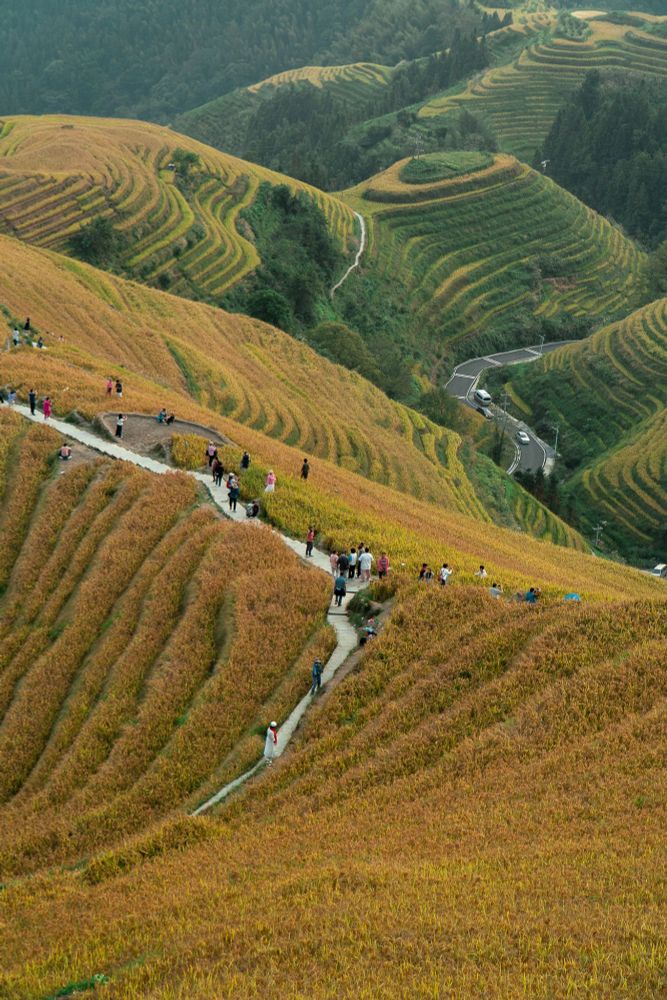 Photo of the Longji Rice Terraces, with golden fields layered down the mountain and small people walking through 