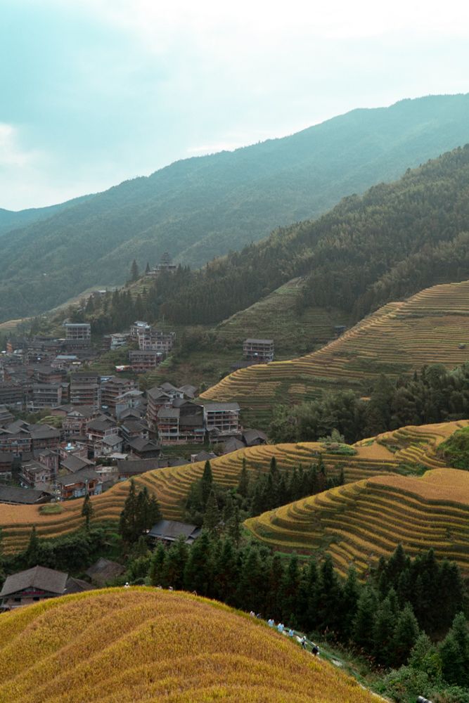 Photo of the Longji Rice Terraces, with golden fields layered down the mountain and a traditional town in the distance