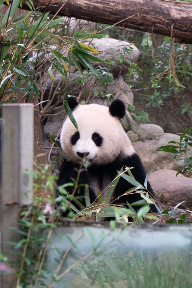 Photograph of a panda at China's Chengdu Panda Research Base