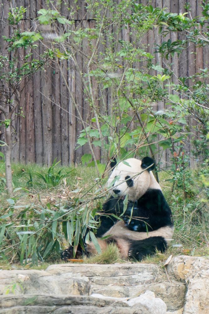 Photograph of a panda at China's Chengdu Panda Research Base