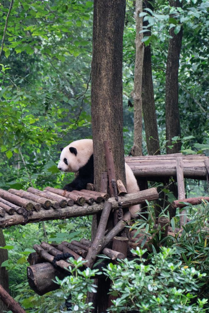 Photograph of a panda at China's Chengdu Panda Research Base