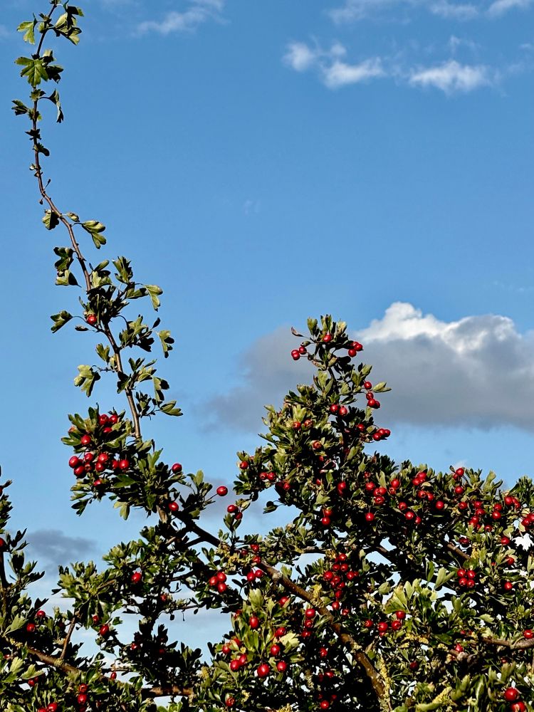 Blick auf einen Strauch mit unzähligen kleinen roten Früchten, ein Zweig ragt exponiert in die linke Höhe vom Bild, dahinter ist ein fast wolkenloser Himmel zu sehen 