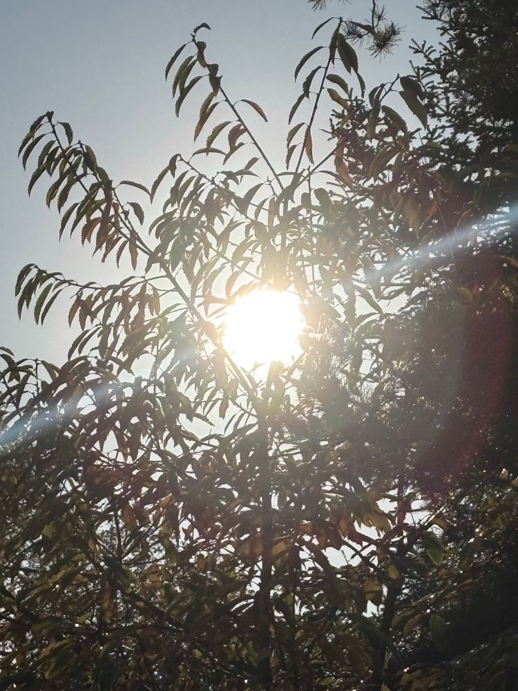 Sonnenaufgang: sie sendet ihre Strahlen in der Mitte vom Bild zwischen den Ästen eines noch belaubten Baumes 