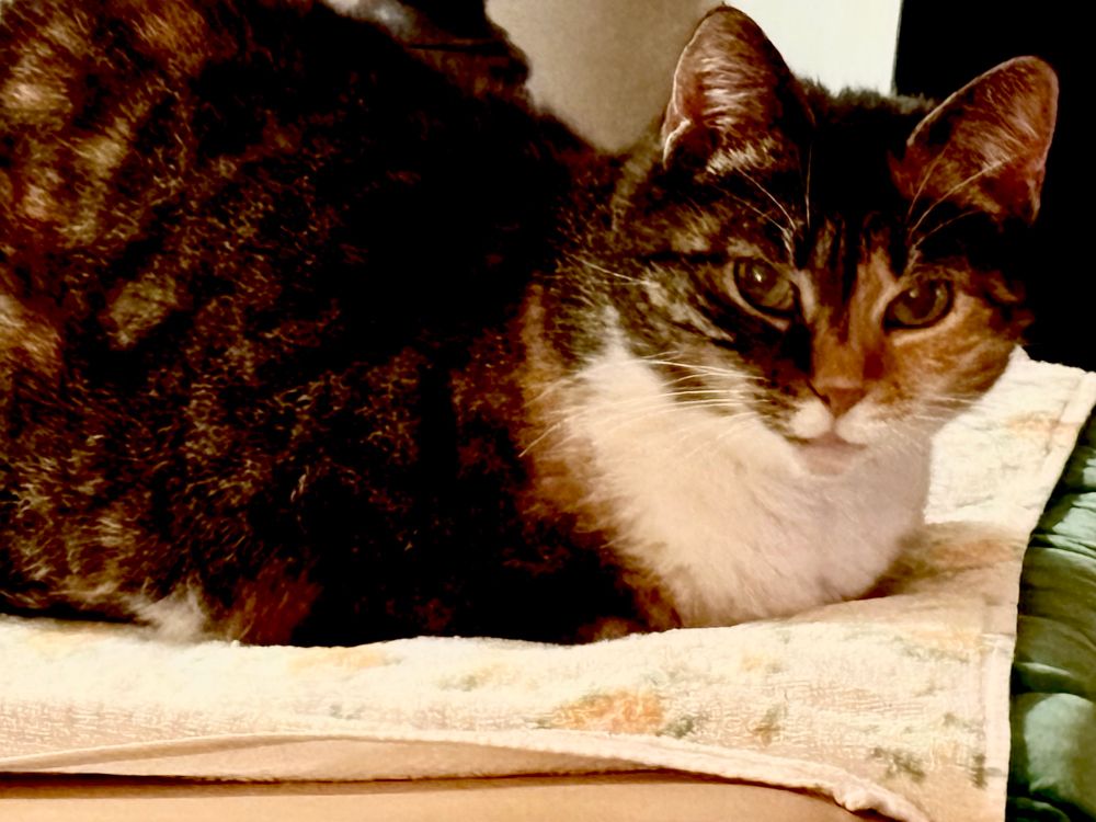 Gemütlich sitzende Tricolorkatze, zu sehen ist nur der vordere Teil bis zum Bauch,ihr Gesicht ist en face ausgerichtet und blickt direkt in die Kamera 