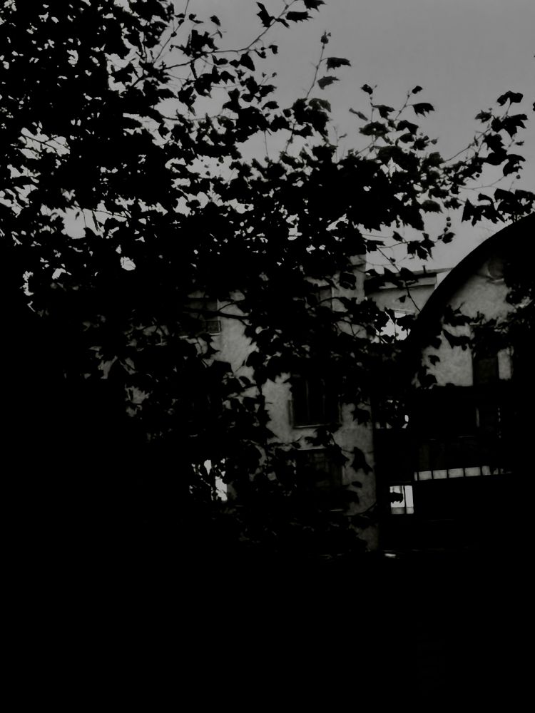 S/W Foto Blick auf eine Baumkrone von seitlich links und den Durchblick auf zwei verschiedene Hausfassaden mit zum Teil erleuchteten Fenstern vor wolkenlosem Abendhimmel 