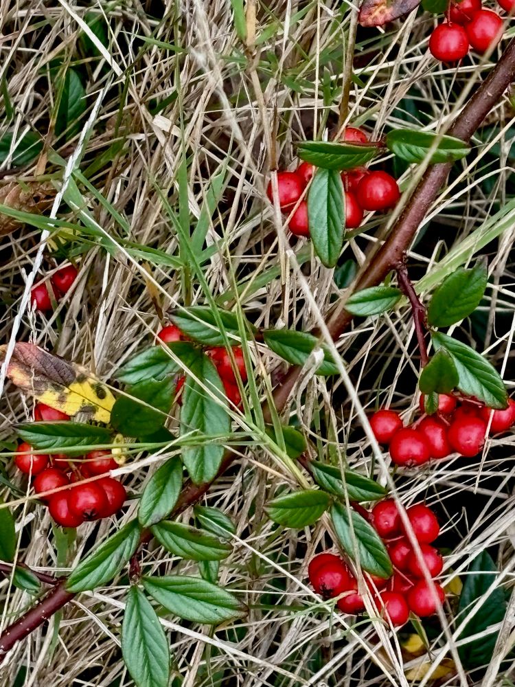 Draufsicht: im Gestrüpp vom kreuz und quer liegenden, trockenen Grashalmen leuchten an verschiedenen Stellen sehr rote kleine Beeren mit grünen Blättern, auffällig links außen am Bildrand liegt ein gelbes schon sehr welkes Blatt 