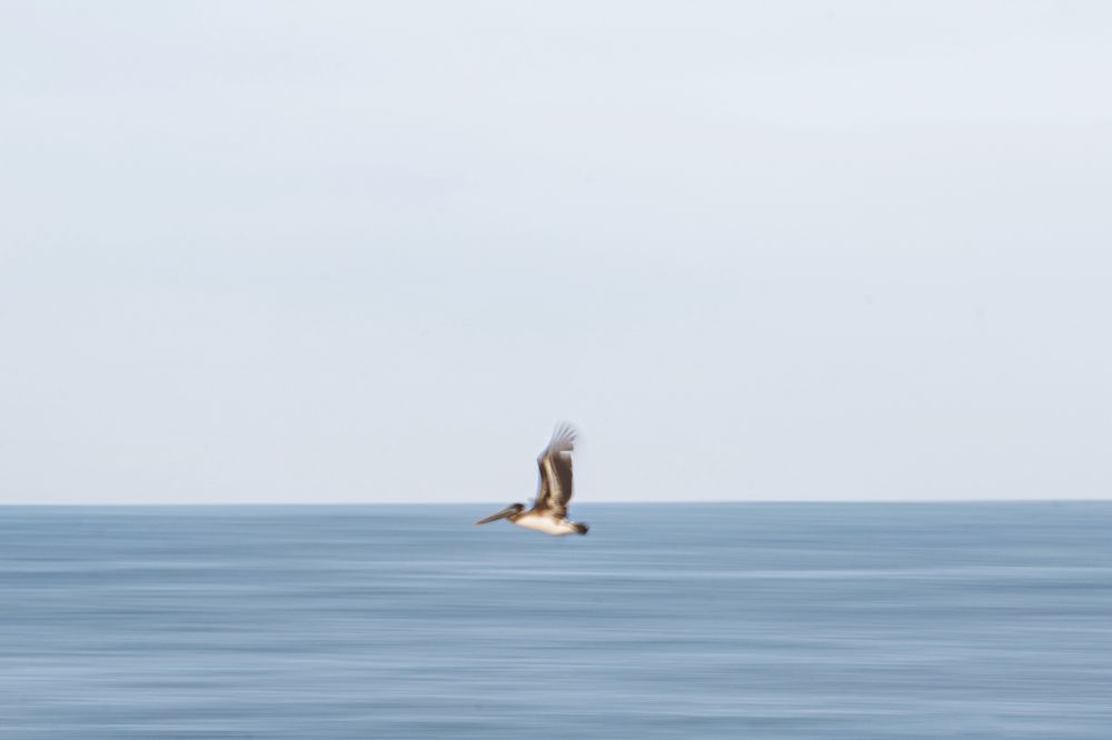 This photo is a slow shutter capture of a pelican in flight. The bottom third of the frame is light blue water, and the top two thirds is light gray, misty sky. The Pelican is center of the frame in the foreground, with its wings stretched up high. 