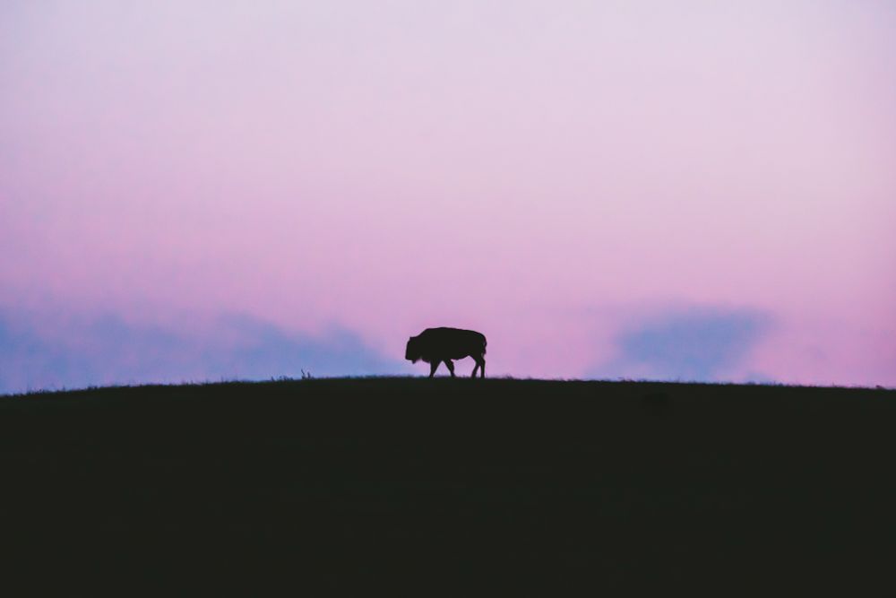 This photo depicts the silhouette of a young bison, standing at the peak of a very shallow hill. The sky behind the bison is blue close to the horizon, covered in a fluffy pink sunset cloud. 