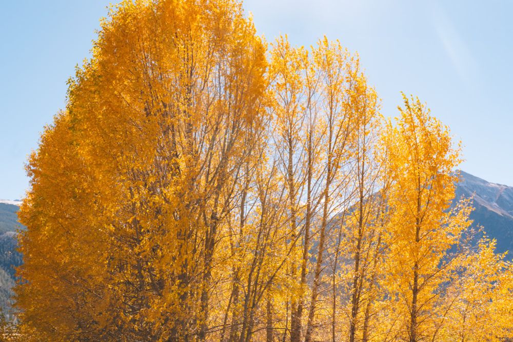A copse of yellow aspen trees blows in the wind in front of a dark mountain range and blue sky. The trees take up nearly the entire frame, with the mountains visible behind them. 