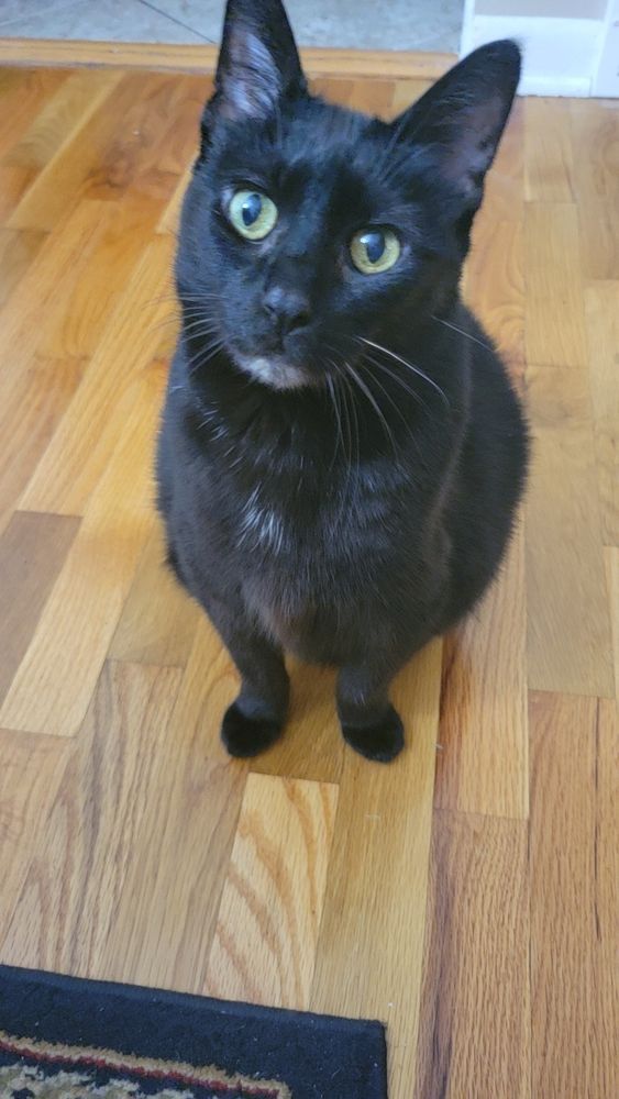 Black cat with green eyes looking up at the camera on a wood floor
