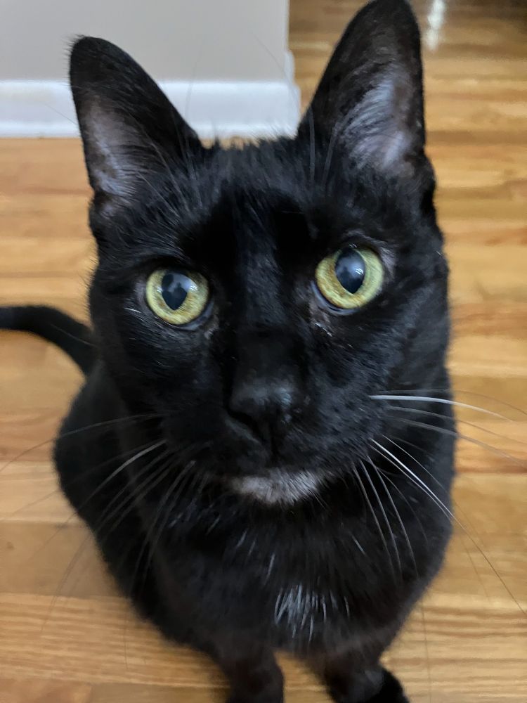 Black cat with green eyes and a white chin staring intently into the camera on a wood floor