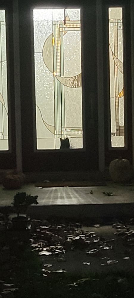 A cat looking out of a light room onto a dark porch with pumpkins nearby.