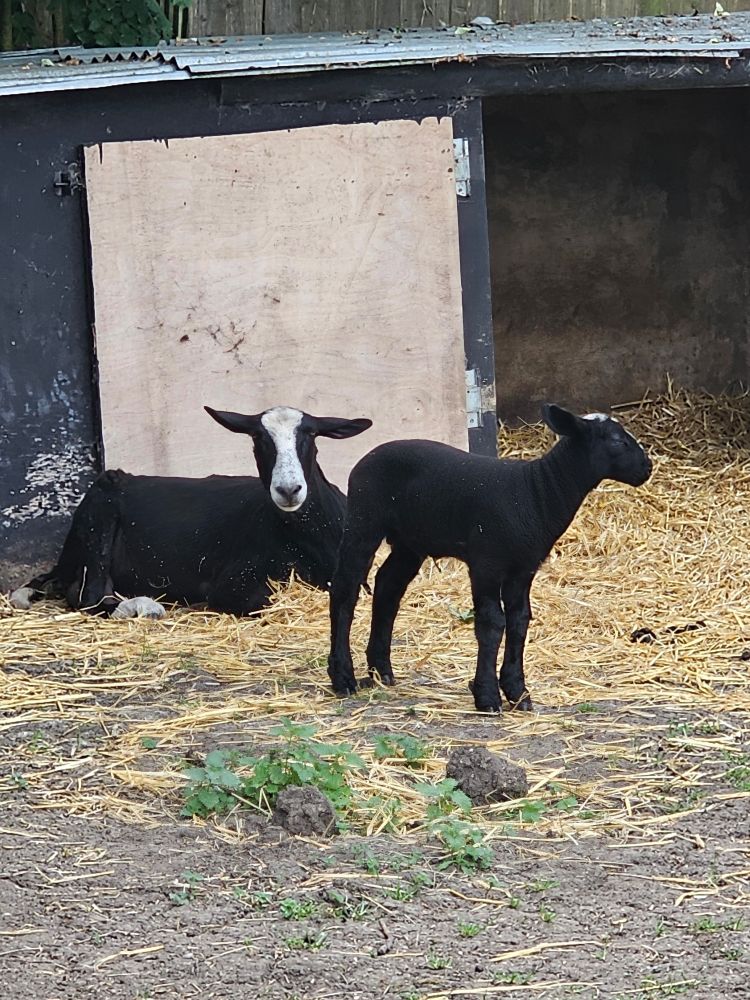 A mum sheep (Socks) with her little baby (Roly) in a paddock. They're both black with white markings on their faces and mum has white feet, hence her name!
