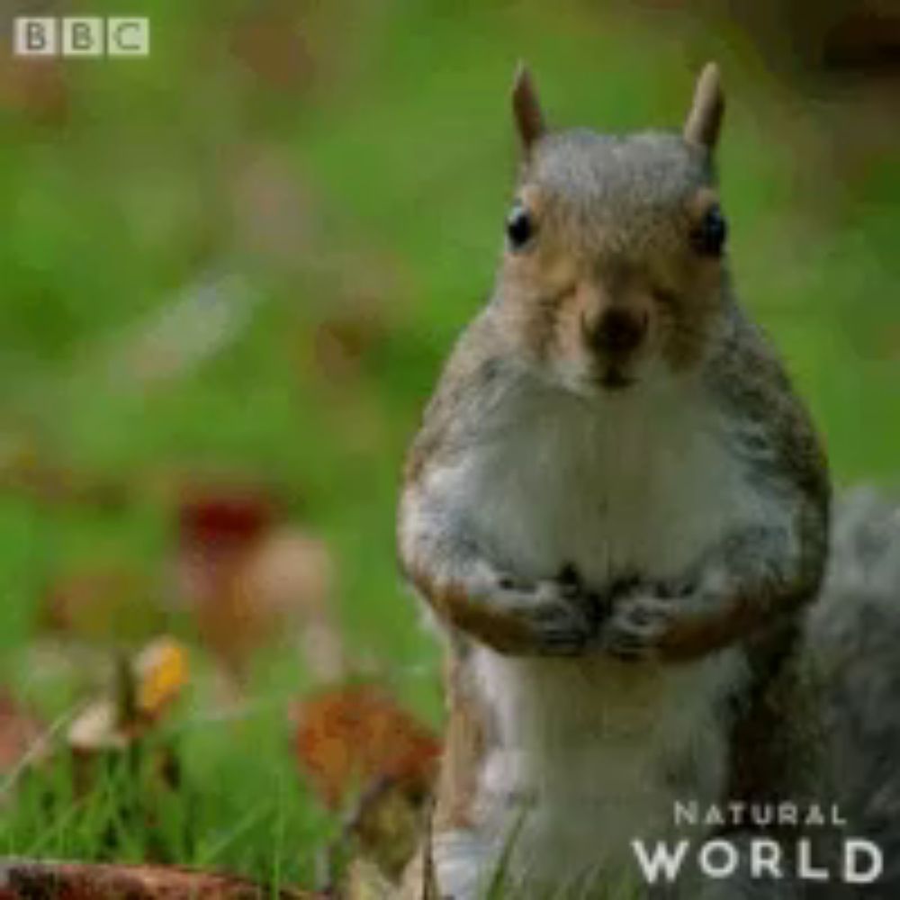 a squirrel is standing on its hind legs and looking at the camera with a bbc logo in the background