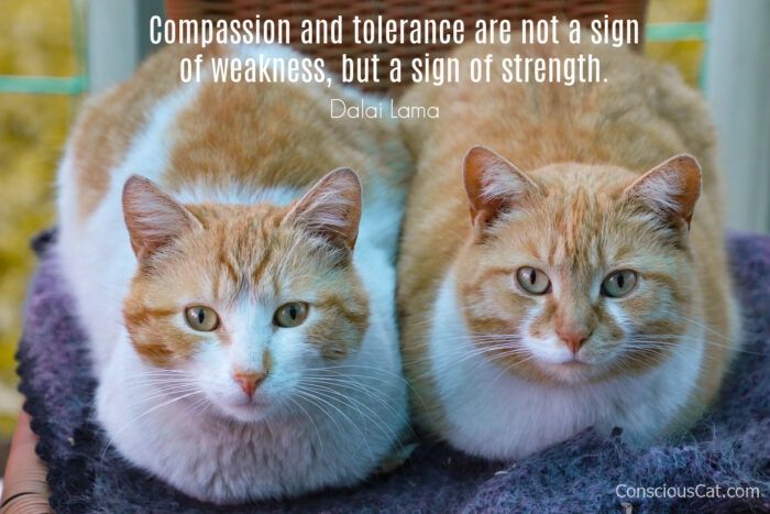 A pair of ginger and white cats sitting together on a grey blanket. 
Text reads: Compassion and tolerance are not a sign of weakness, but a sign of strength.
Dalai Lama