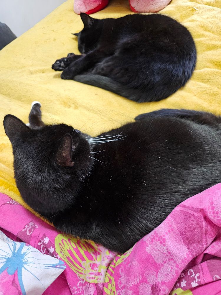 A black cat and a tuxedo cat curled up on a pink flowery duvet and a gold blanket.