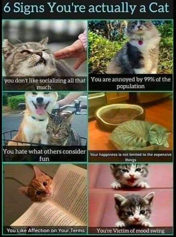 Photo collage called '6 Signs You're actually a Cat'. Each image has a caption:

Human hand trying to stroke a cat's head and the cat looking very grumpy about it - You don't like socializing all that much.

Regal looking fluffy cat with a sneering expression- You are annoyed by 99% of the population

A cat and a dog in a bicycle basket. The dog is grinning and excited, the cat looks very fed up - You hate what others consider fun

A stripey cat is cosy in a cardboard box, with a plush bed behind him - Your happiness is not limited to the expensive things

A person is readily a book and a little ginger kitten has nestled his head in the open pages - You Like Affection on Your Terms

Two pictures of a cute grey kitten, one looking happy and one looking annoyed- You're Victim of mood swings