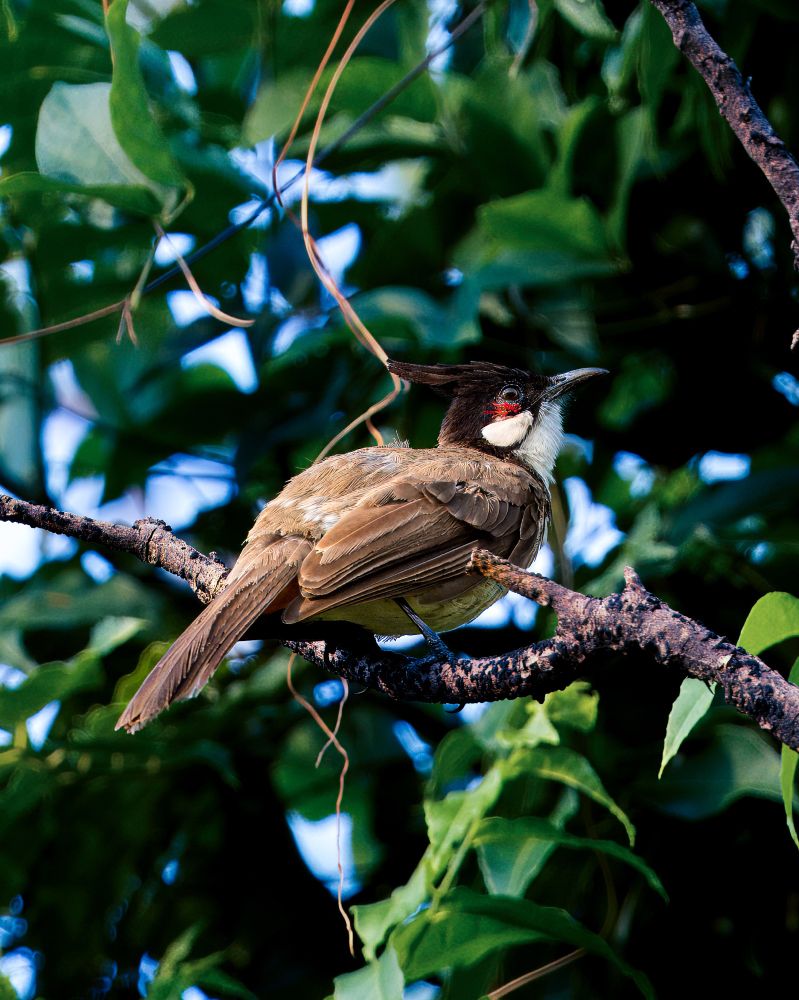 A close up photo of a Red-whiskered Bulbul. The bird has a brown coat with a black and white head. There is a prominent red streak on its face.

The bird is sitting on a tree branch amongst out of focus forestry behind 