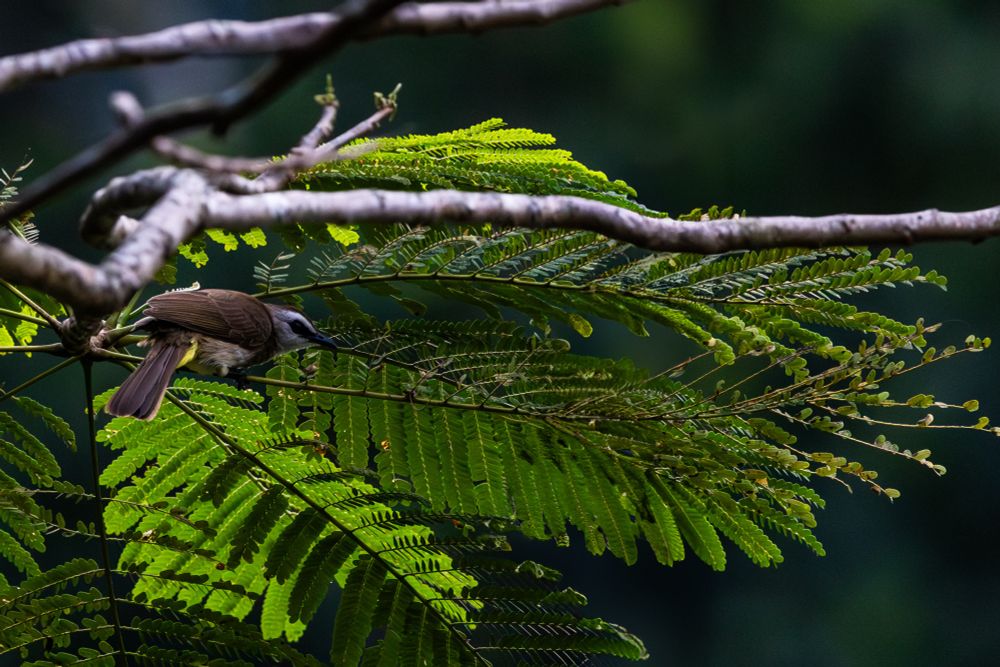 A small brown bird with a white and gray head perches on a delicate green fern branch, partially obscured by intertwining tree limbs in the foreground. The bird appears alert, its sharp beak pointing forward. The fern leaves are vibrant green with intricate leaflets, some curling at the edges.