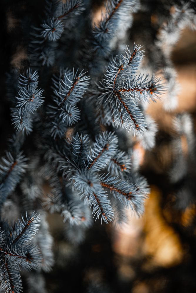 A close-up photograph of frosted blue spruce branches, with a shallow depth of field. The needles are sharp and detailed, tinged with a slight orange hue along the branch stems. The background features a warm, blurred golden glow contrasting against the cool tones of the needles.