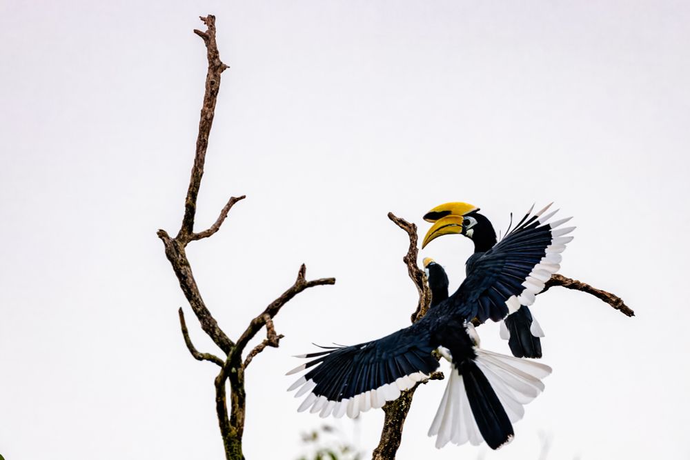 Two hornbills engage mid air near the bare branches of a tree, their wings extended and vibrant, yellow beaks in sharp contrast against the white sky. 

One bird clings to the branch, while the other hover is nearby, wings out, stretched in motion.